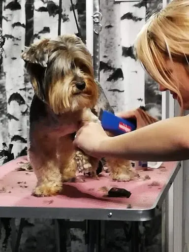 Psi fryzjer, strzyżenie psów "Kudłate Szczęście" Siedlce